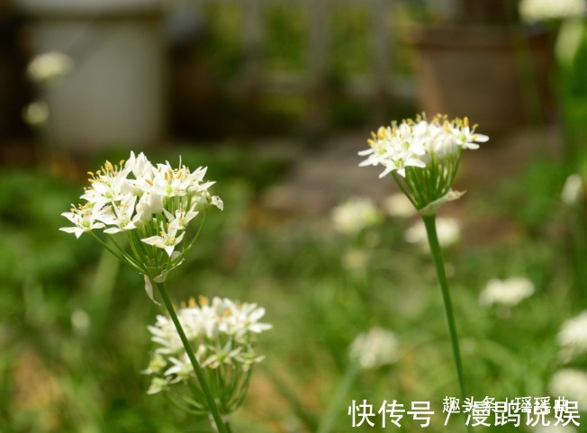 味美|此花气味突出浓郁清香，脆嫩味美鲜香扑鼻，是多作用的奉献之花