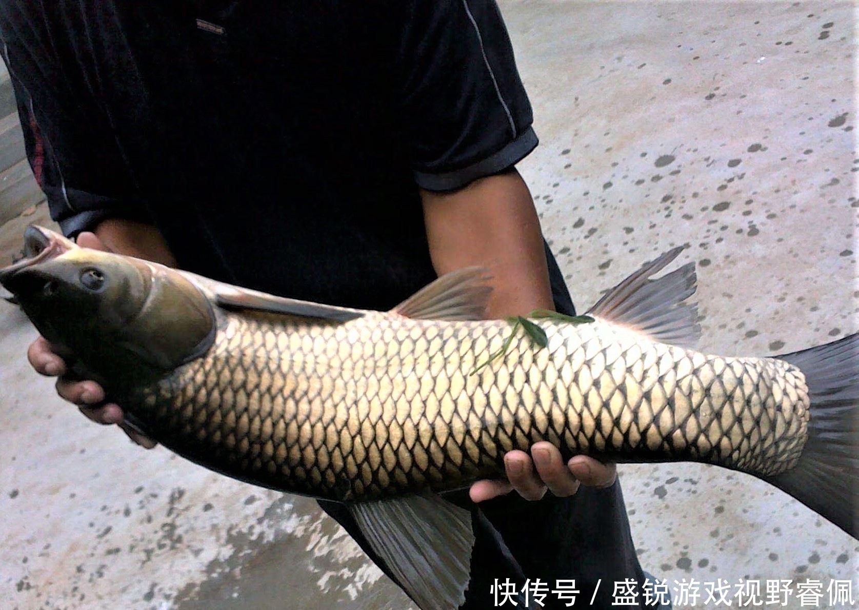 野钓浅水,应注意什么?做到这5点,水浅1米,大鱼爆竿