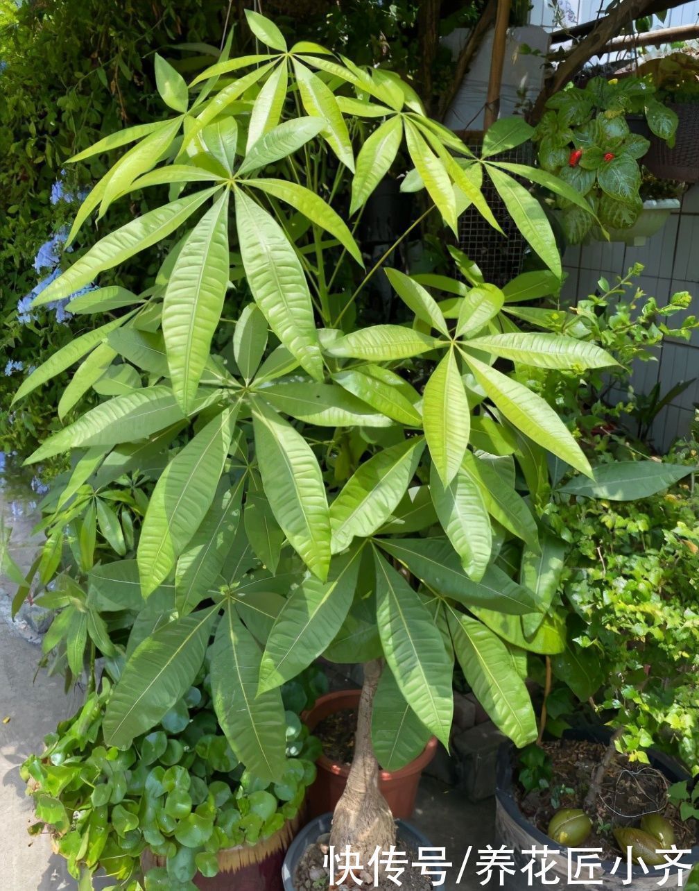 新手|养花高手都具备的“好习惯”,新手如果坚持下来,花会越养越好