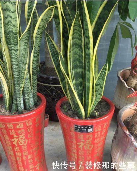 虎皮兰|虎皮兰长得慢?教你3个“基本功”,叶片厚,长得快,新芽多