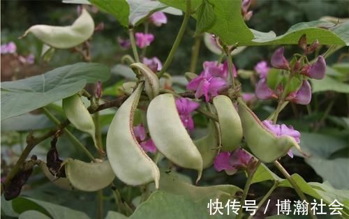 碳水化合物|聪明的人爱吃3种食物,补充营养、补益身体,好吃又健康!