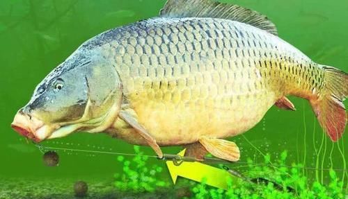 在欧洲钓鲤鱼是一项非常高大上的运动,一套装备要几干欧