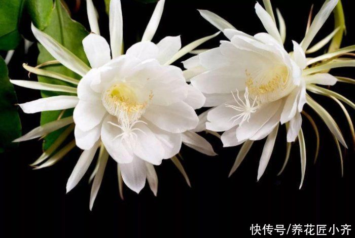 为了“昙花一现”，养它好几年，现在做好“4点”，昙花长满花苞
