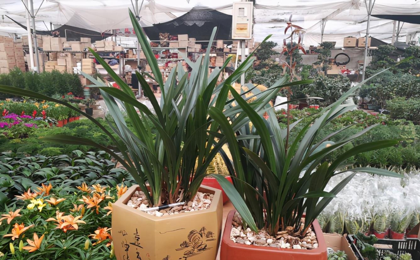 花友|养兰花,怎么让植株不烂芽、招虫生病?