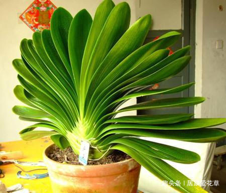 养君子兰,花盆里埋上10粒它,3个月蹿出4片新叶,开花50朵