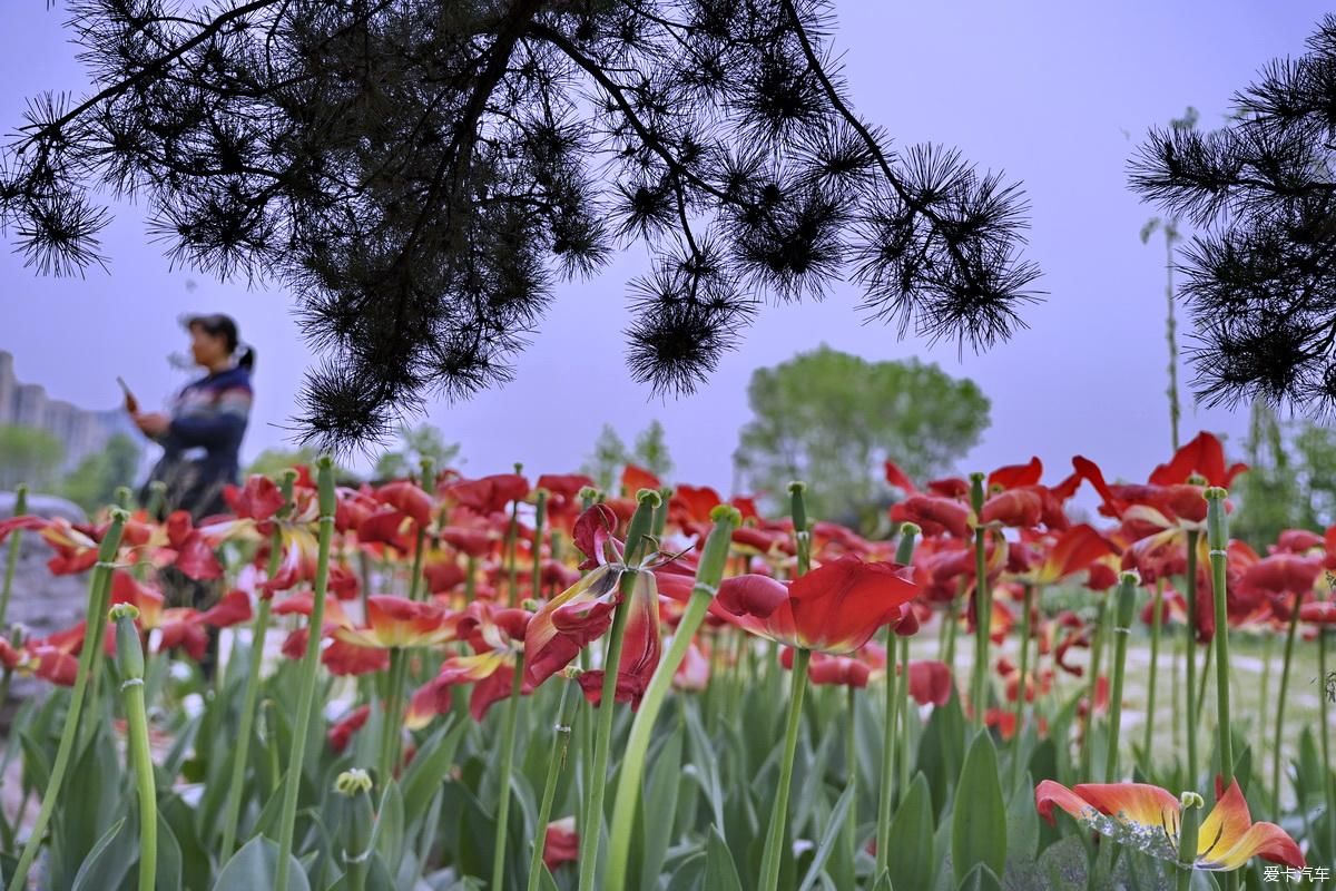 植物园姹紫嫣红是老人聚会的好地方【严建设】