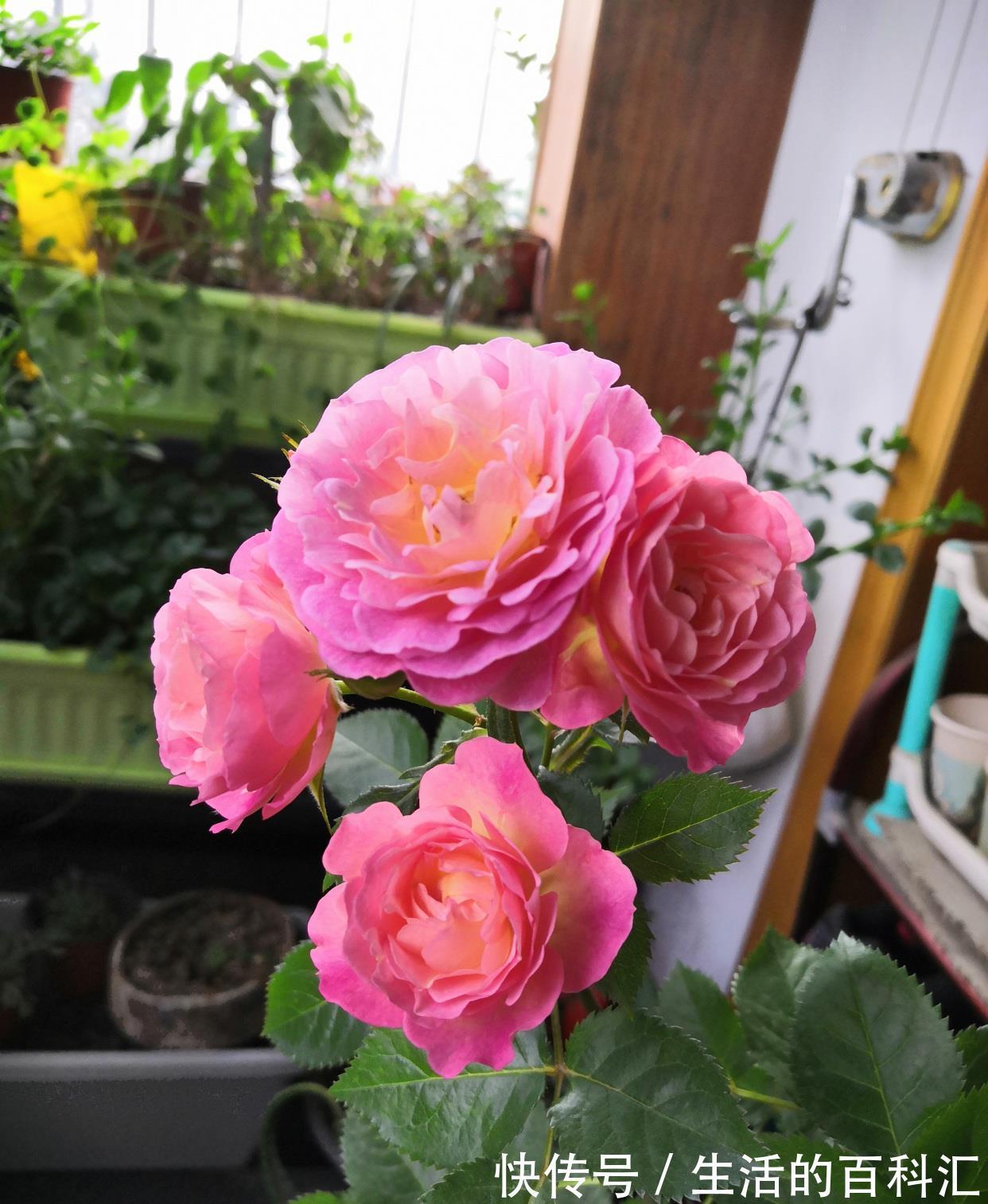 花友|阳台盆栽新宠,花朵美又香,丰花勤花,冬天也有花看