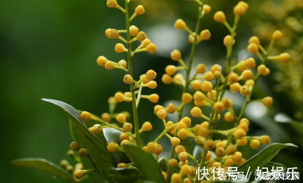 盆栽|适合盆栽的4种“吸毒花”,让病菌无所遁形,保护家人的健康花