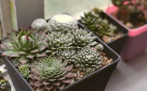 轻松|如何避免盆栽土结块现象摸清2点病因,随便学1招就能轻松搞定