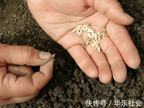 养好花离不开好的土壤,8种适合家庭养花的土壤,养花爆盆