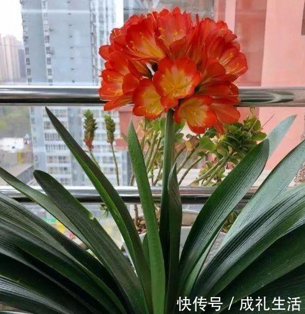 阳台|适合养在阳台的花卉，花开不断，漂亮养眼，还非常好养护