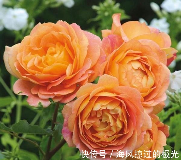 夏洛特|20种月季花品种介绍,简直美爆了!收藏啦……!