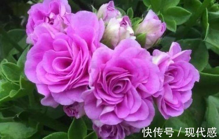 凤仙花|此几款花卉,株型丰满,枝叶鲜绿,花色繁多美极了