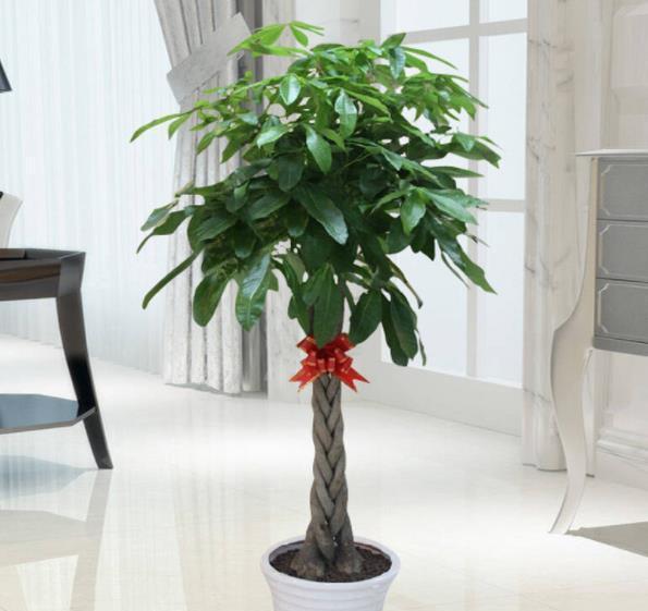 适合家庭养护的10种花,入冬了要注意保暖,不然冻伤了真可惜