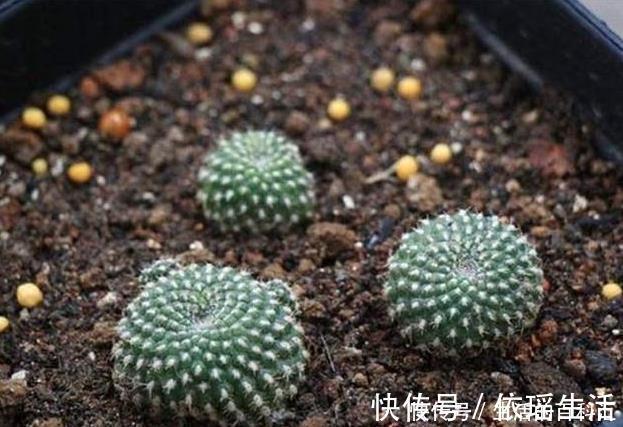 这四种绿植，十天半个月可以不浇水，爆芽、疯长到盆都装不下！