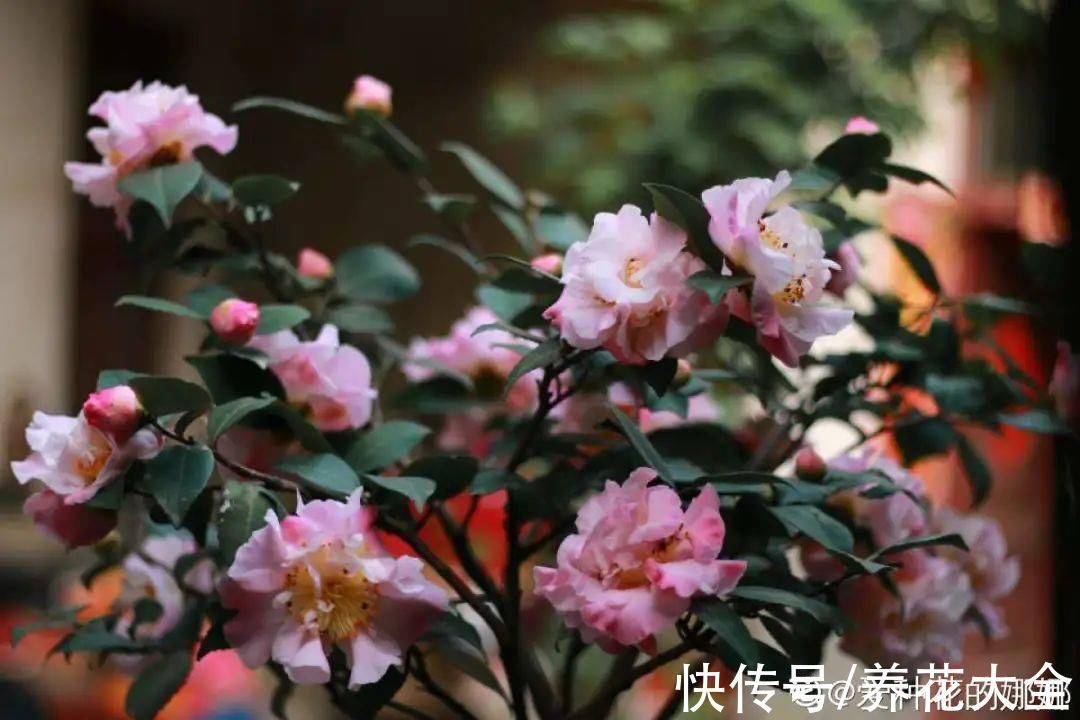 绣球|10种花不怕冷,先别搬进屋,放外面冻一冻,开花更旺