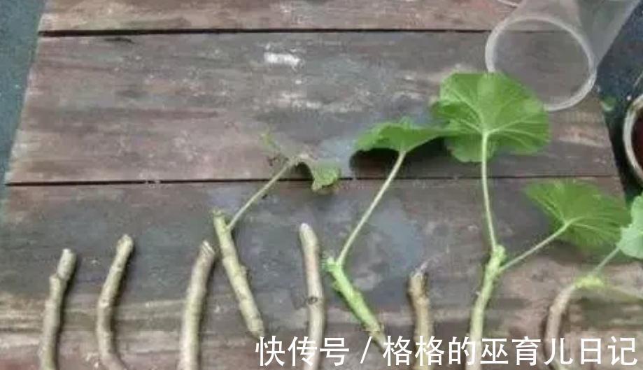 养花自制“小甜水”,扦插时生根发芽长得快,比“生根剂”还好用