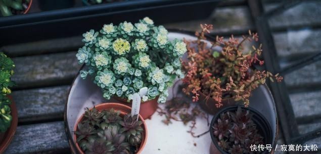 花草植物|冬季盆栽养花种草,多注意这3要素,离“封神”就不远了