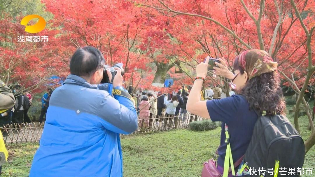 岳麓山|美爆了！岳麓山枫叶进入最佳观赏期，错过等一年