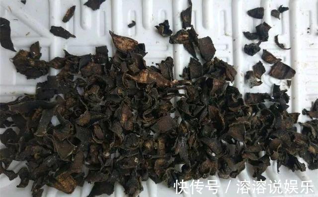 秋天|秋天准备“抗冻肥”,给君子兰、蟹爪兰“喂上”,长得旺、开花多