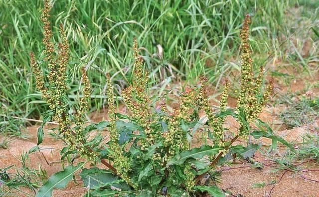 此物俗称“牛舌菜”,根价值不输人参,河边就有,遇见带走