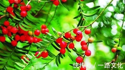 泡酒|想长寿先养生,四种食物每天吃点,补充营养,延缓衰老,有益健康