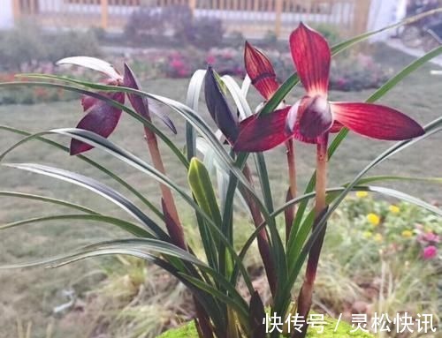 这三种兰花,花旺人更旺,花红浓香,百看不厌,是冬日养兰首选