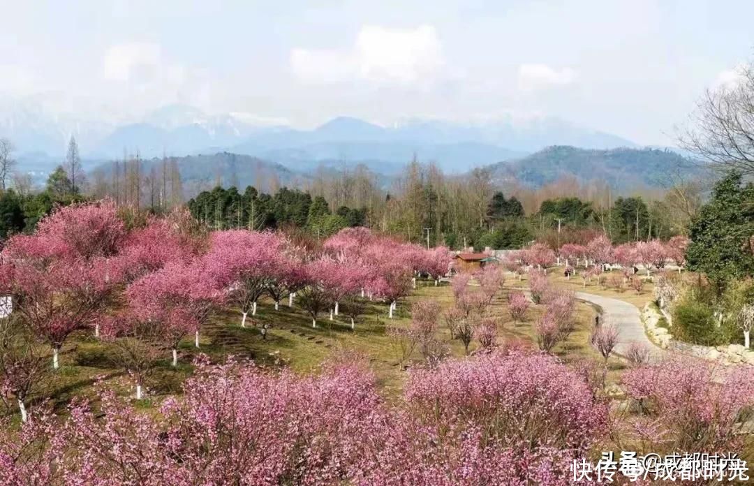 成都千亩海棠、数百亩梅林满树繁花似锦 约吗?