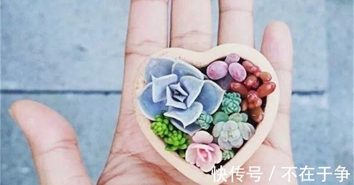 白美人|“拇指大”的花盆，被她塞了几十棵多肉，养一年都不是事！