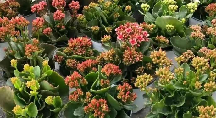 长寿花室内盆栽养不好,花叶稀疏该怎么办?抓住关键4点就够了