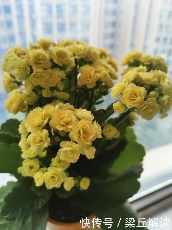 好东西|塑料袋可是养花好东西,套住长寿花,咕噜咕噜冒花苞