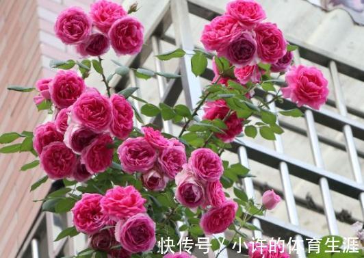 月季扦插用这招,插1棵活1棵,1盆变多盆,就是这么简单