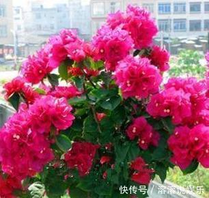 米醋|厨房里一种“调味料”,兑水浇了三角梅,从不黄叶,特别爱开花