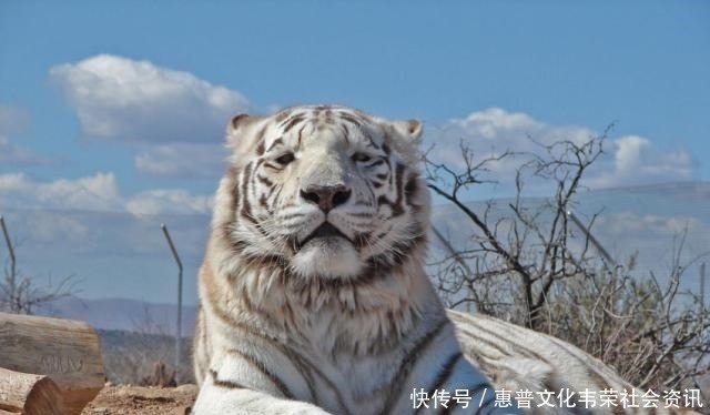 玉麒麟$封神演义10只神奇的坐骑,第6名如雷贯耳,第1名速度无敌