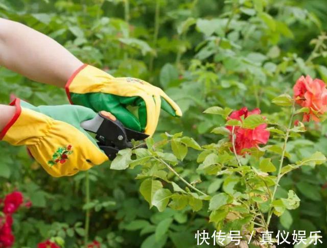 月季花|掌握养月季的4个小诀窍，一年四季花开不断，枝繁叶茂，开花多