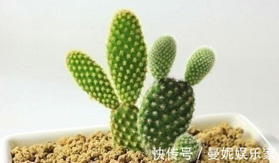 仙人掌|养了十多年,仙人掌都不变样,狠心来一刀,突然爆发开始猛长