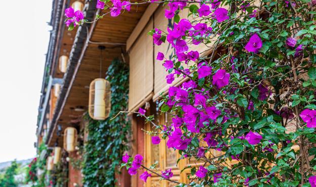 小花园|为了养花种菜,奶奶花160万买了郊区的别墅,3年之后,后悔了