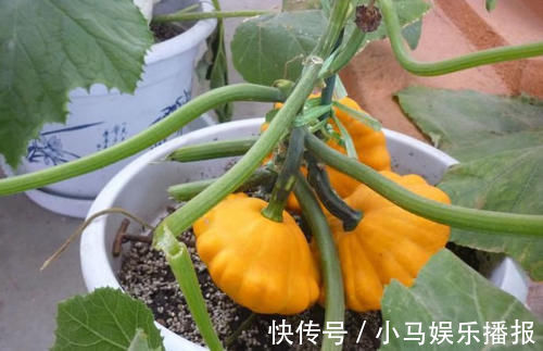 好吃|1种“观果”盆栽,人称“碟瓜”,能吃能赏,漂亮好吃又营养