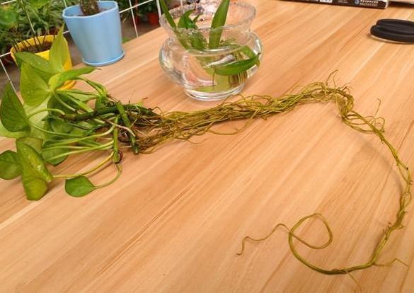 办公室水培绿萝，如何养护到位迎合5点小要求，茎叶四季常青