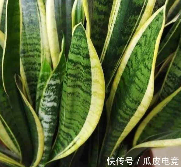 虎皮兰容易饿，盆里多喂二种肥，根壮叶绿，小芽长不停