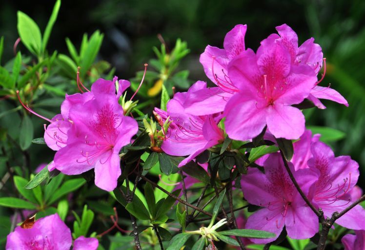 家里养这些花朵,花开爆满盆,好养好看,超级美,花香惹人爱