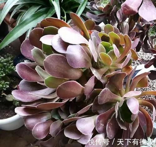 休眠|天热了,多肉出现“三症状”,就是休眠要遮荫,新手别忽视