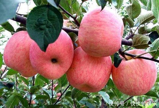 苹果|一天一个苹果医生远离我,但医生提醒3种人吃了对身体没好处