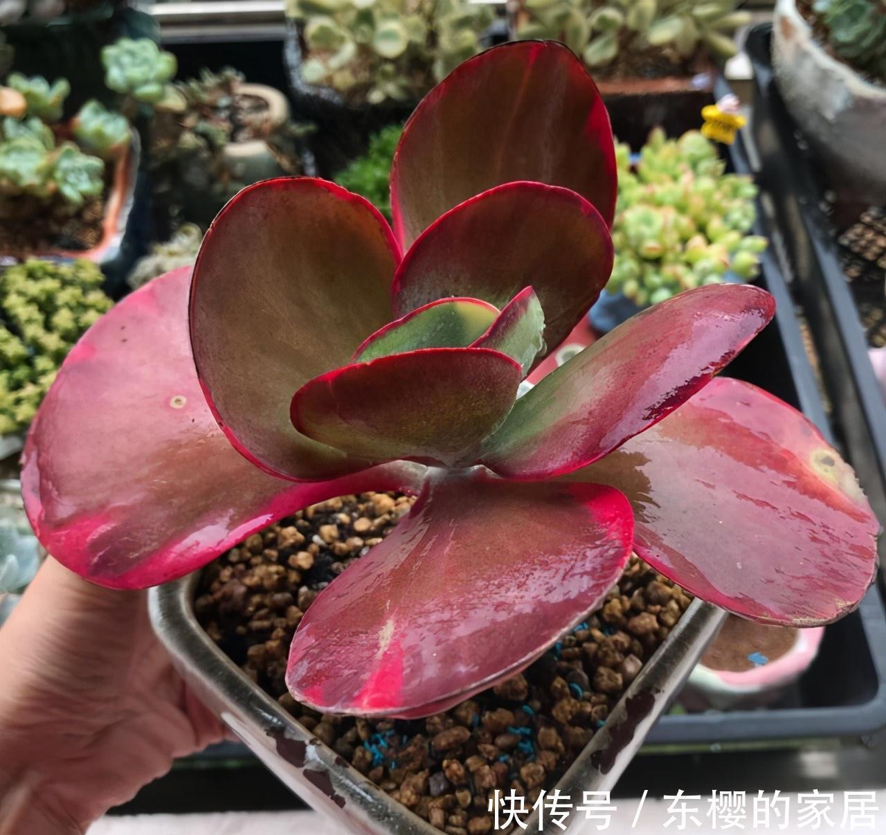 夏天|张大哥养肉10多年，总结出4个“耐热品种”，肉迷都喜欢