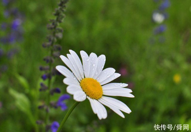 7月，邂逅旧情，前世回眸，痴心决定，相爱到底的生肖