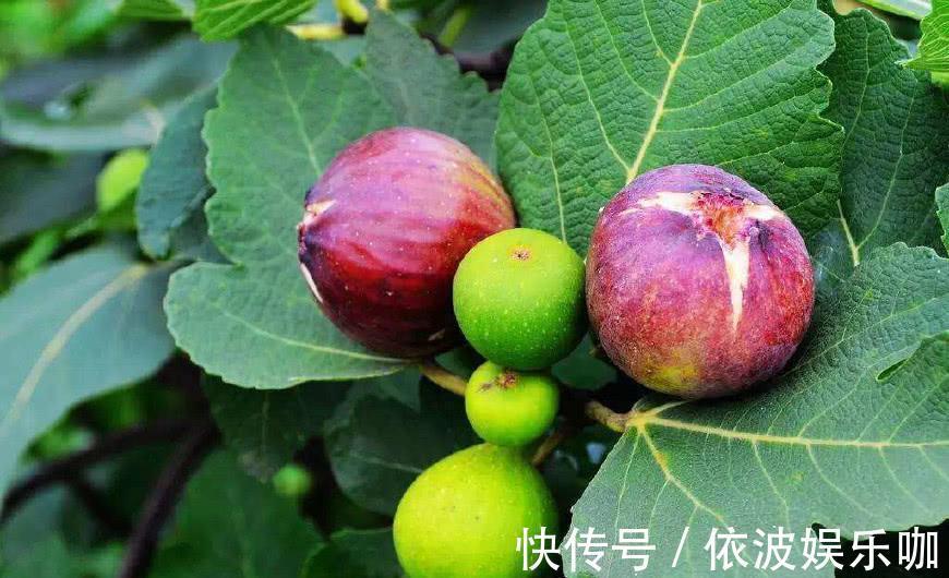 只养花太单调,家中也可以盆栽果树,有3种果树,盆栽结果量大