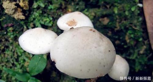 |这些生物的名字是来搞笑的吗?一听就想笑,你听过几个?