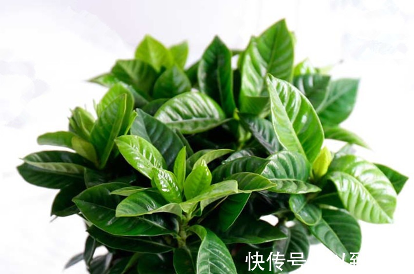 病虫害|养花不要乱施肥,花卉缺什么看叶就知道,科学施肥才能养好花