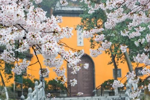 南京最古老的皇家寺庙，号称“南朝第一寺”，寺前樱花更独具韵味