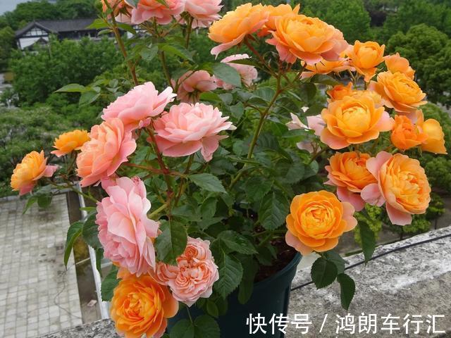 秋天快扦插，10种花不用买，掰个枝子插土里，嗖嗖生根，成活率高